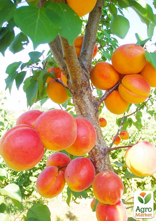 Ексклюзив! Абрикос помаранчевий з рум'янцем Пам'яті Кащенка (Memory of Kashchenka) (преміальний сорт, середнього терміну дозрівання)
Ексклюзив! Абрикос помаранчевий з рум'янцем Пам'яті Кащенка (Memory of Kashchenka) (преміальний сорт, середнього терміну дозрівання)
