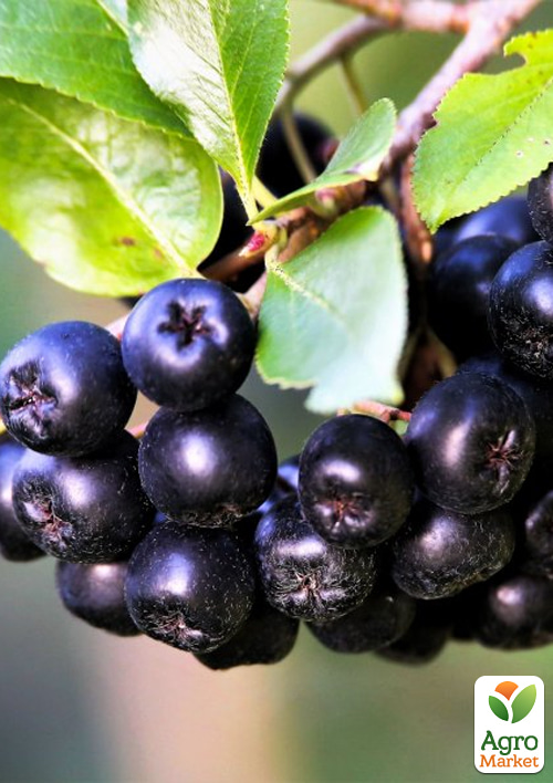 Аронія Неро (горобина чорноплідна)
Аронія Неро (горобина чорноплідна)