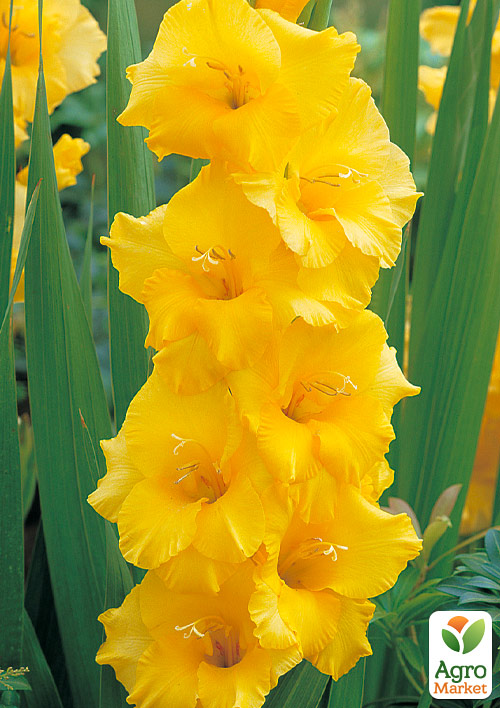 Гладіолус Nova Lux
Гладіолус Nova Lux