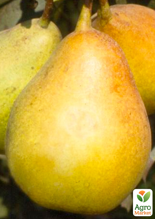 Груша Рікс (осінній сорт, середній термін дозрівання)
Груша Рікс (осінній сорт, середній термін дозрівання)