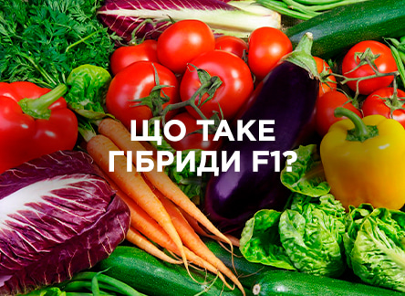 Всё, что нужно знать о гибридах F1 Всё, что нужно знать о гибридах F1