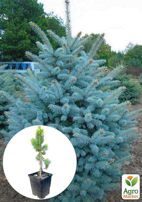 Ялина Санта Фе Glauca Santa Fe вазон С1,5, висота 20-30см
Ялина Санта Фе Glauca Santa Fe вазон С1,5, висота 20-30см