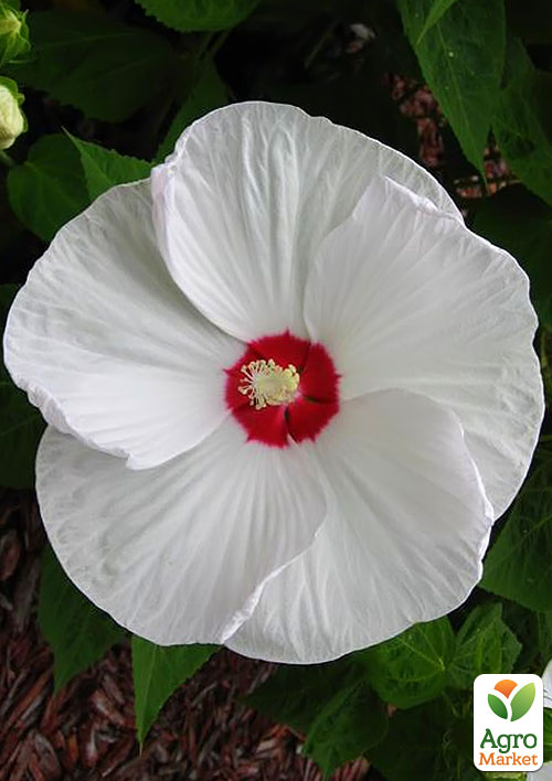 Гибискус травянистый Белый
Гибискус травянистый Белый