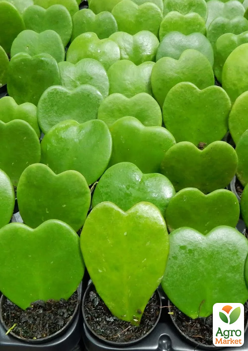 Хойя Керри Green Heart
Хойя Керри Green Heart