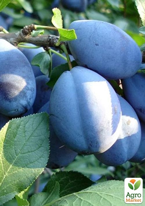 Слива Топ гигант (осенний сорт, поздний срок созревания)
Слива Топ гигант (осенний сорт, поздний срок созревания)