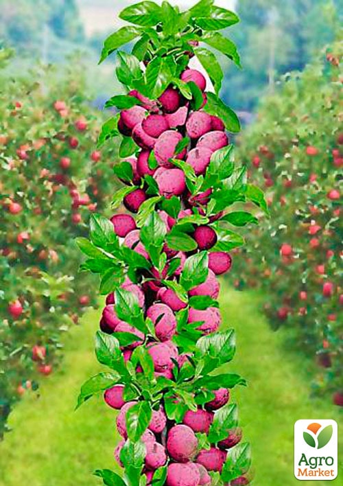 Слива колоновидная Муравушка
Слива колоновидная Муравушка