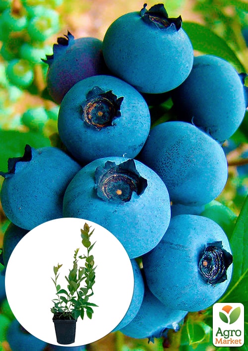 Голубика (черника садовая) Река (ранний срок созревания, один из самых популярных сортов)
Голубика (черника садовая) Река (ранний срок созревания, один из самых популярных сортов)