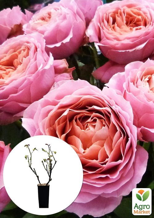 Троянда чайно-гібридна Романтик антик у контейнері, вищий сорт
Троянда чайно-гібридна Романтик антик у контейнері, вищий сорт