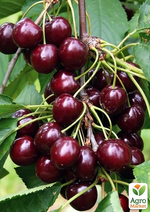 Вишня кущова Кармін Джуел 1 саджанець у упаковці.
Вишня кущова Кармін Джуел 1 саджанець у упаковці.