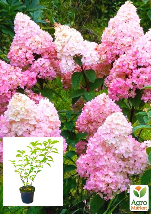 Гортензія волотиста 2-х річна Vanilla Fraise висота саджанця 25-45см
Гортензія волотиста 2-х річна Vanilla Fraise висота саджанця 25-45см