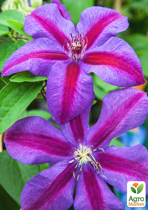 Эксклюзив! Клематис Белла Синьора (Bella signora) (крупноцветковый сорт)
Эксклюзив! Клематис Белла Синьора (Bella signora) (крупноцветковый сорт)