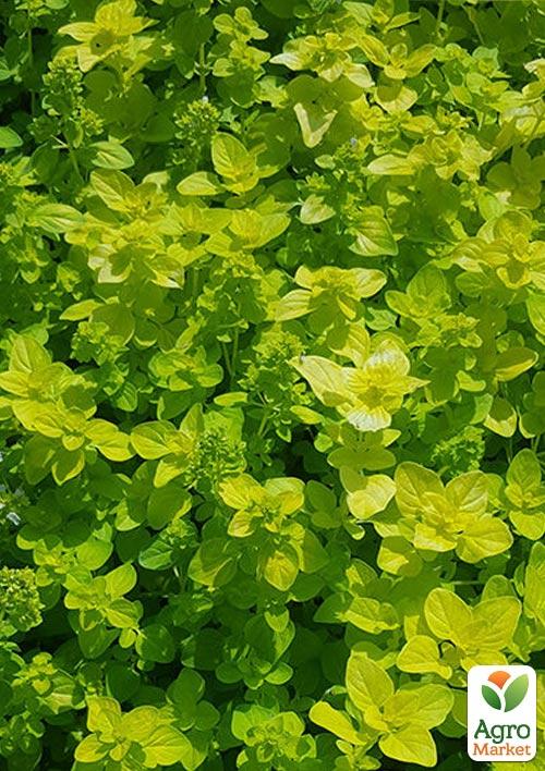 Орегано Goldtaler
Орегано Goldtaler