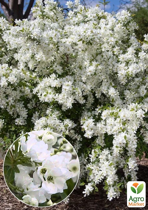 Екзохорда «Snow Mountain» (горщик Р9)
Екзохорда «Snow Mountain» (горщик Р9)