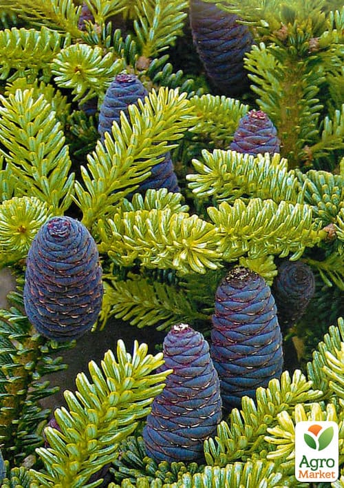 Пихта Корейская (Abies koreana) горшок P9
Пихта Корейская (Abies koreana) горшок P9