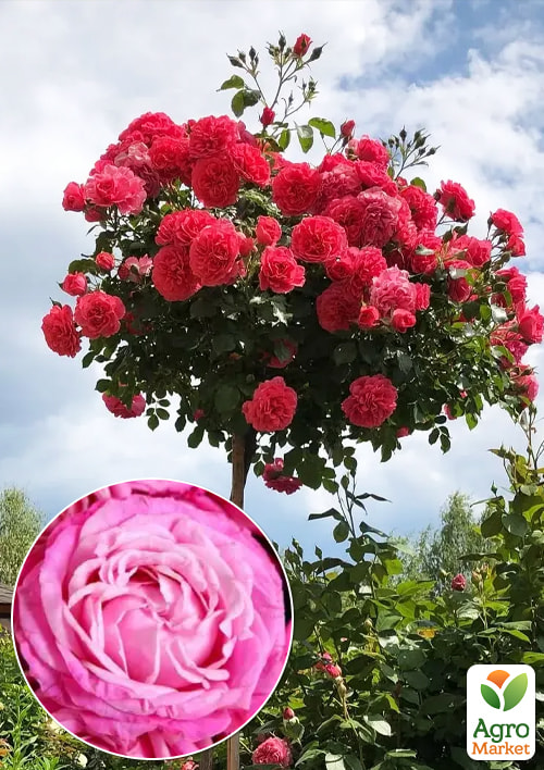 Роза штамбовая спрей Lady Bombastik (саженец класса АА+) высший сорт
Роза штамбовая спрей Lady Bombastik (саженец класса АА+) высший сорт