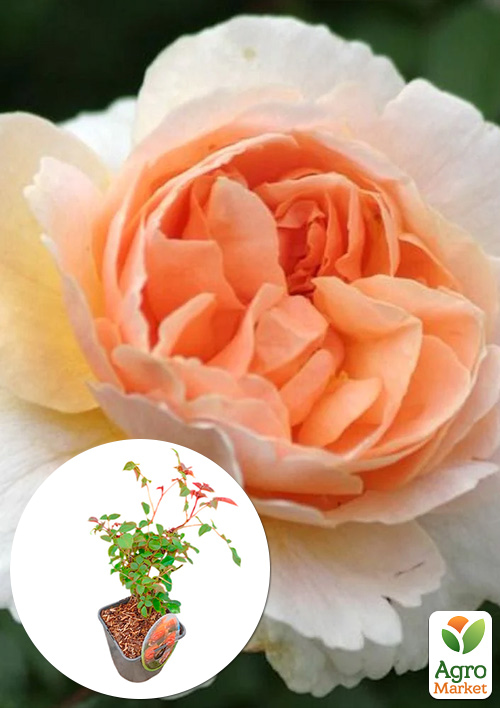 LMTD Роза 2-х летняя Floriana (укорененный саженец в горшке, высота 20-30см)
LMTD Роза 2-х летняя Floriana (укорененный саженец в горшке, высота 20-30см)
