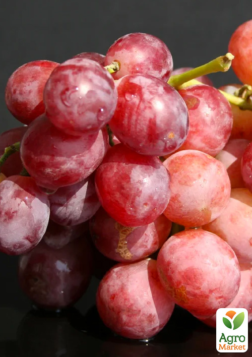 Виноград Подарок Родионову (высокие вкусовые качества с мускатным ароматом, раннеспелый)
Виноград Подарок Родионову (высокие вкусовые качества с мускатным ароматом, раннеспелый)