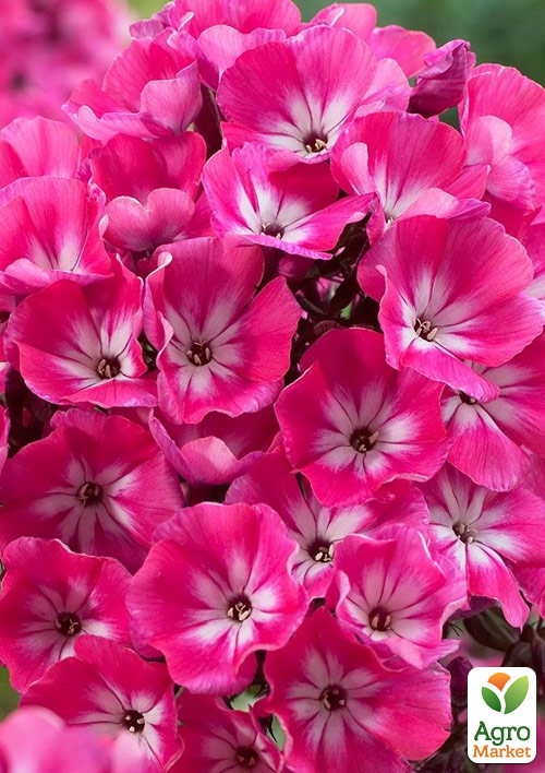 Флокс багаторічний Alexandra
Флокс багаторічний Alexandra