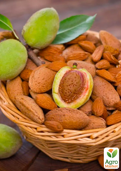 Мигдаль солодкий Амаретто (середній термін дозрівання)
Мигдаль солодкий Амаретто (середній термін дозрівання)