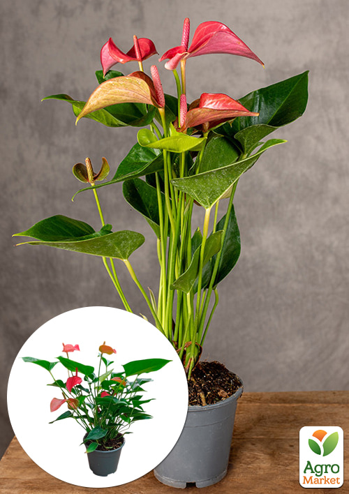 Антуриум (Anthurium) Romantico (высота 40-50см)
Антуриум (Anthurium) Romantico (высота 40-50см)