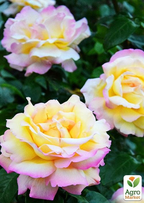 Троянда чайно-гібридна Глорія (Піс) (саджанець класу АА +) вищий сорт
Троянда чайно-гібридна Глорія (Піс) (саджанець класу АА +) вищий сорт