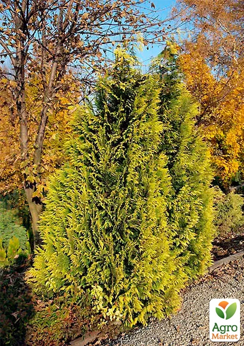 Кипарисовик Лавсона Golden Wonder (ком/сетка) высота 150-170см
Кипарисовик Лавсона Golden Wonder (ком/сетка) высота 150-170см