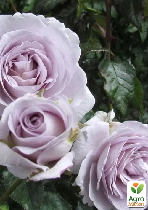 Троянда флорибунда Turn Blue (саджанець класу АА+) вищий сорт
Троянда флорибунда Turn Blue (саджанець класу АА+) вищий сорт