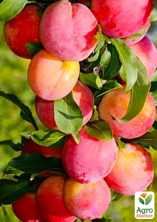 Слива колоновидна Мірабелла Ексклюзив
Слива колоновидна Мірабелла Ексклюзив