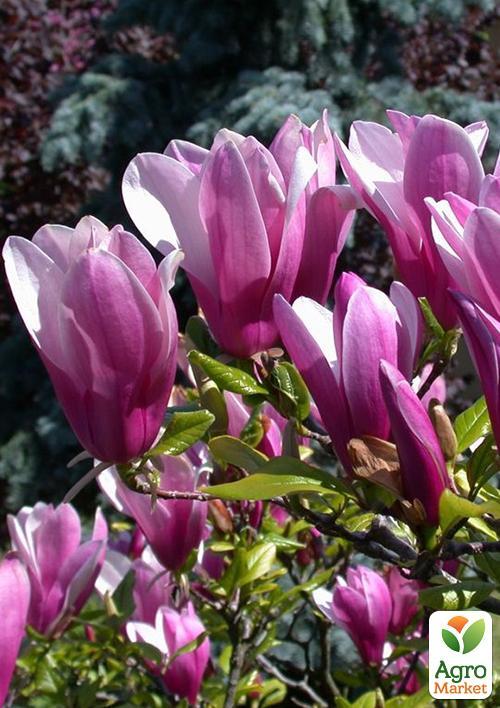 Магнолия Oriental Night
Магнолия Oriental Night