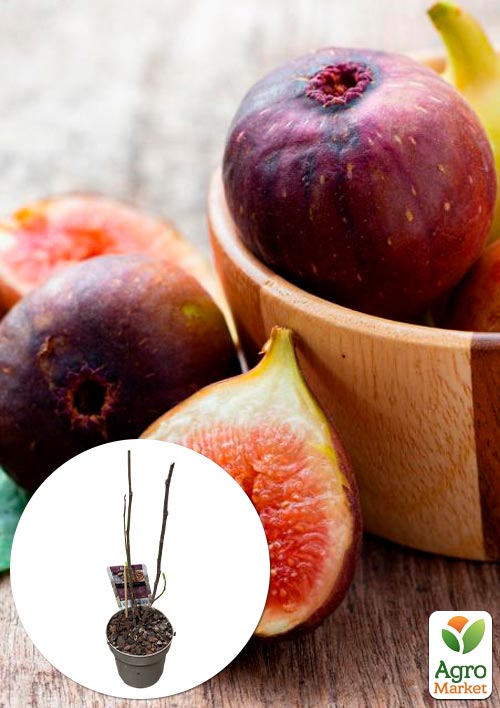 LMTD Інжир 2-х річний Carica (морозостійкий самозапильний сорт) висота 45-65см
LMTD Інжир 2-х річний Carica (морозостійкий самозапильний сорт) висота 45-65см