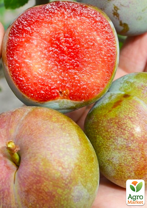 Слива Флавор Супрема (літній сорт, середній термін дозрівання)
Слива Флавор Супрема (літній сорт, середній термін дозрівання)