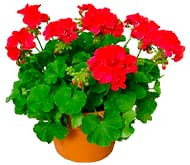 Герань Герань