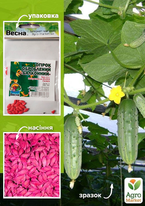 Огірок оброблений Балконний (Зипер) ТМ Весна 0.5г
Огірок оброблений Балконний (Зипер) ТМ Весна 0.5г