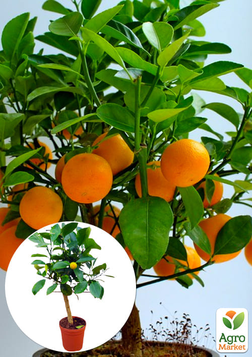 LMTD Каламондин на штамбі з плодом 3-х річний Citrofortunella microcarpa (25-35см)
LMTD Каламондин на штамбі з плодом 3-х річний Citrofortunella microcarpa (25-35см)