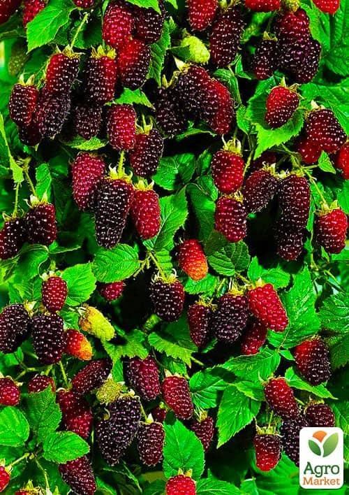 Малинно-ежевичный гибрид Бойсенберри (Boysenberry) (ремонтантный сорт, один из лучших гибридов)
Малинно-ежевичный гибрид Бойсенберри (Boysenberry) (ремонтантный сорт, один из лучших гибридов)