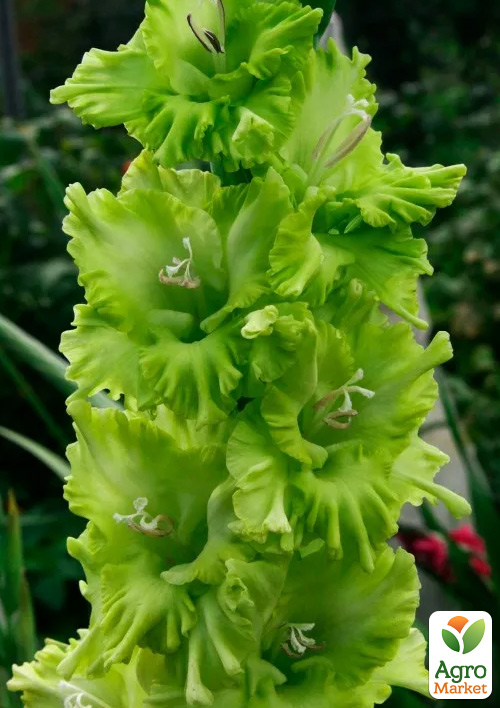 Гладіолус Green Star 3шт
Гладіолус Green Star 3шт