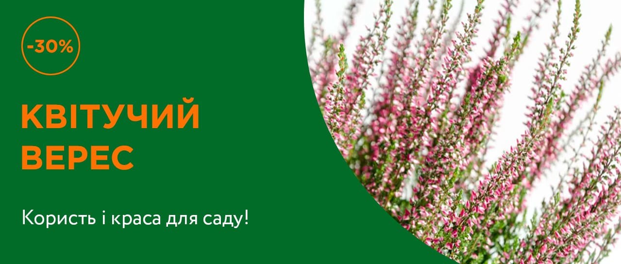 Квітучий верес -30%!