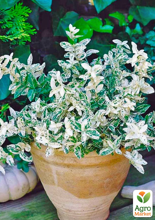 Бересклет Форчуна Harlequin
Бересклет Форчуна Harlequin