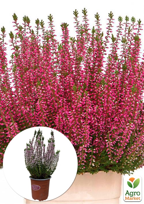 Верес звичайний Merlyn
Верес звичайний Merlyn