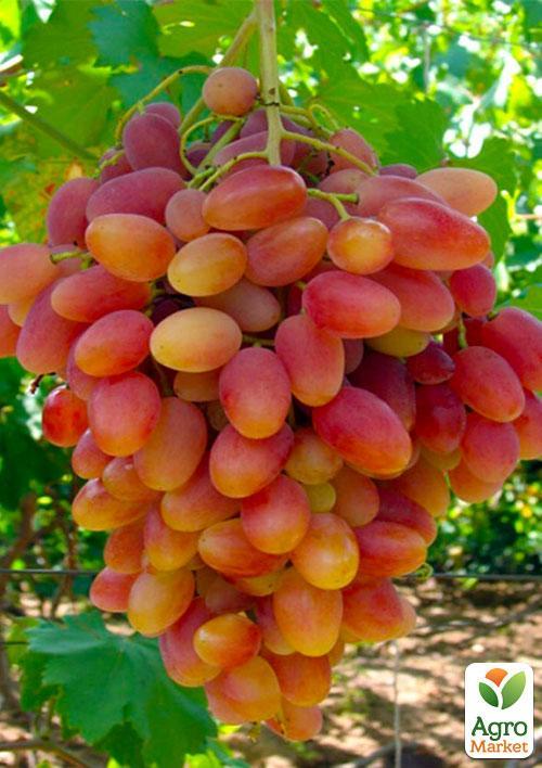 Виноград Легенда (ранній термін дозрівання)
Виноград Легенда (ранній термін дозрівання)
