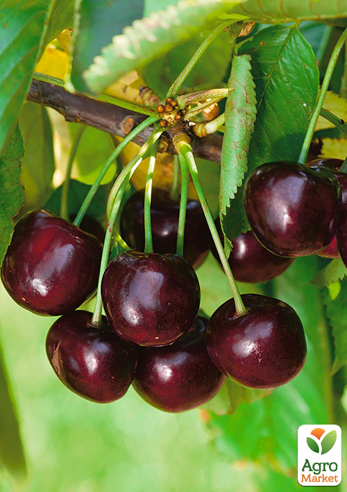 Черешня Ірена (літній сорт, середньопізній термін дозрівання)
Черешня Ірена (літній сорт, середньопізній термін дозрівання)