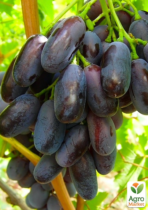 Виноград Джованні (дуже раннього терміну дозрівання, не пошкоджується осами)
Виноград Джованні (дуже раннього терміну дозрівання, не пошкоджується осами)