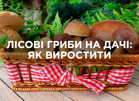 Вирощуємо лісові гриби на дачі: поради по посадці та догляду