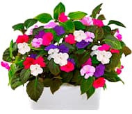 Бальзамін Бальзамін