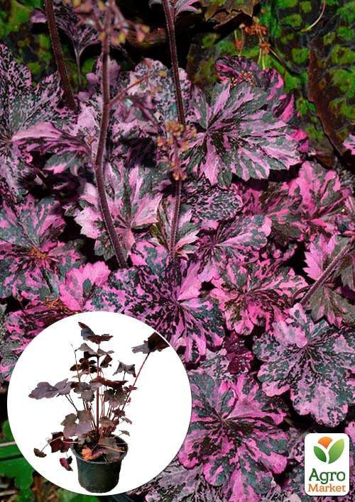 Гейхера (Heuchera) Midnight Rose
Гейхера (Heuchera) Midnight Rose