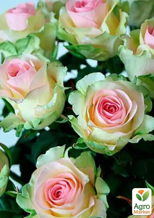 Роза чайно-гибридная Dancing Queen (саженец класса АА+) высший сорт
Роза чайно-гибридная Dancing Queen (саженец класса АА+) высший сорт