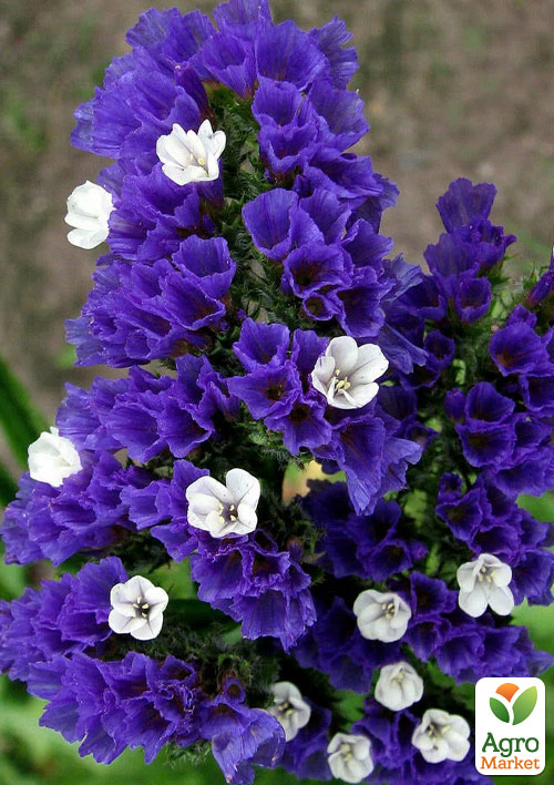 Статица Blue River (кермек, лимониум, сухоцвет)
Статица Blue River (кермек, лимониум, сухоцвет)