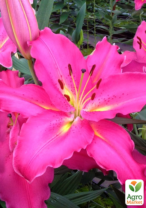 Лилия Giordana (Гигантский цветок)
Лилия Giordana (Гигантский цветок)