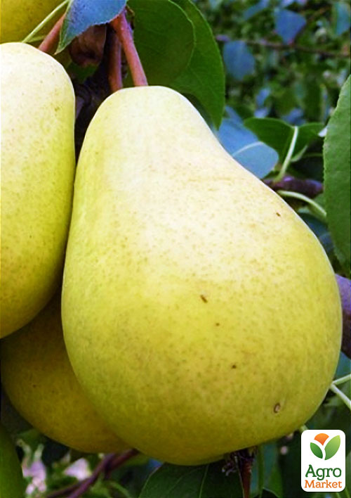 Груша Крупноплодная (осенний сорт, средний срок созревания)
Груша Крупноплодная (осенний сорт, средний срок созревания)