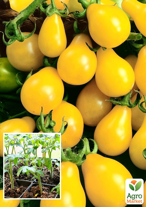 Розсада Томат Черрі «Лампочка медова» (фермерське вирощування)
Розсада Томат Черрі «Лампочка медова» (фермерське вирощування)